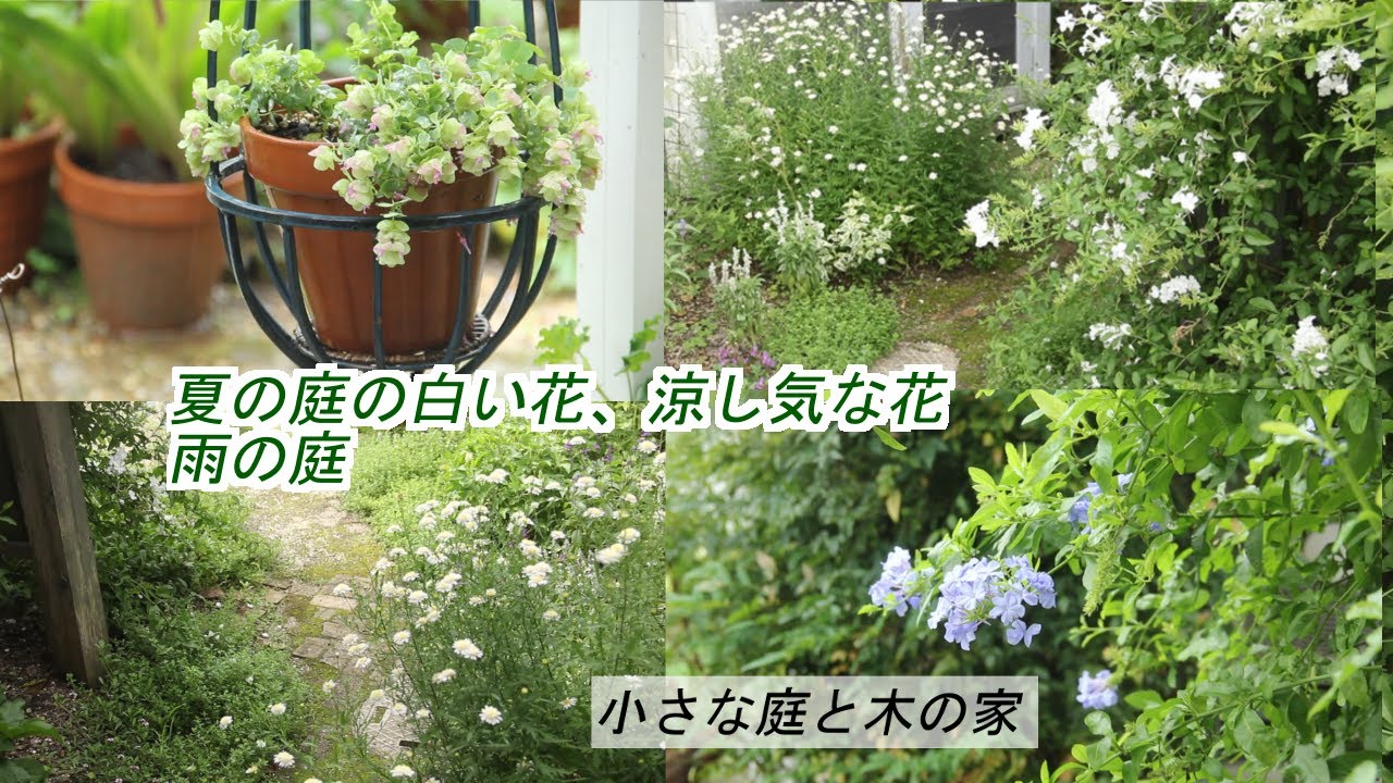 夏の庭の白い花 涼し気な花 雨の庭 Youtube