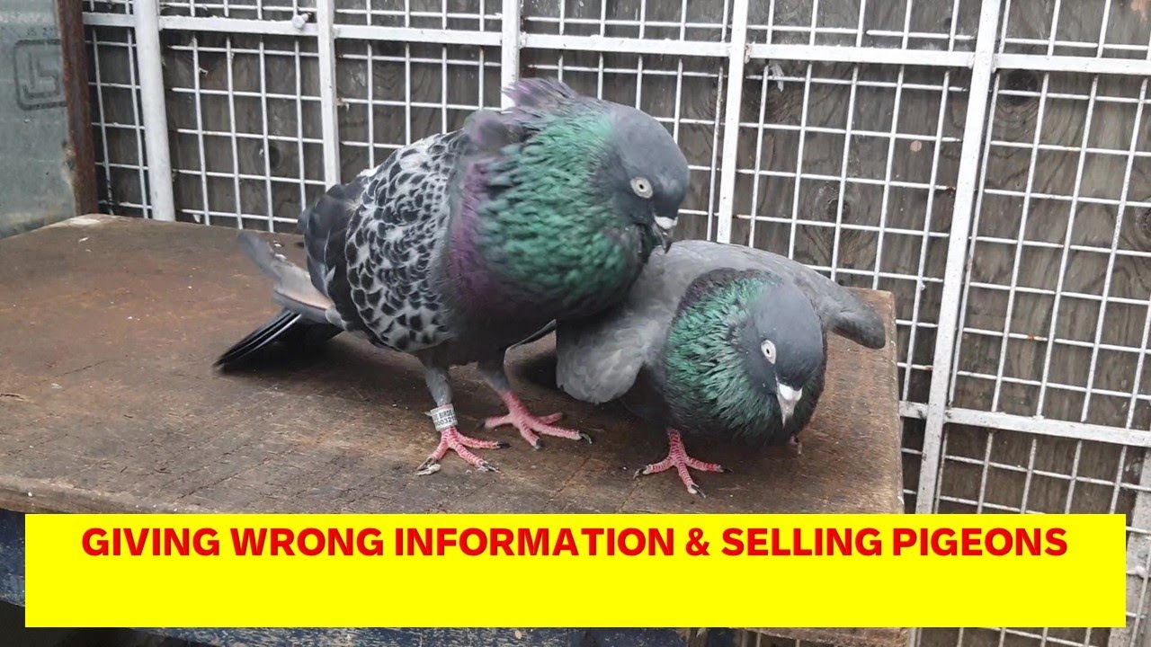 GIVING WRONG INFORMATION & SELLING PIGEONS