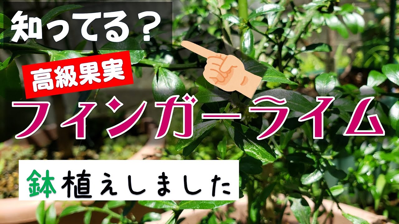 果樹栽培：フィンガーライム植付けをしました