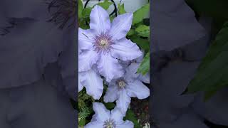 The Boulevard Tranquilite CLEMATIS #clematis #clearanceplants #garden