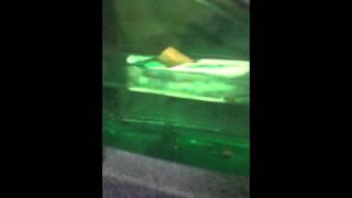 Floating cupcake soap demo