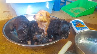Take a bath four cute puppies