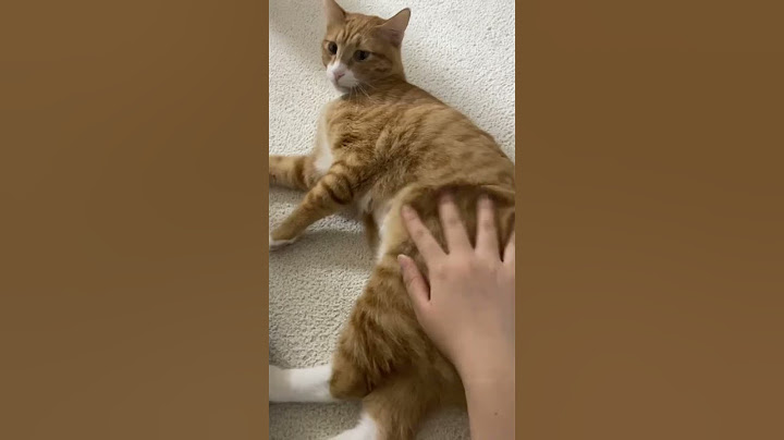 애교 많은 고양이들과 살면? #shorts #고양이 #고양이일상 #귀여운