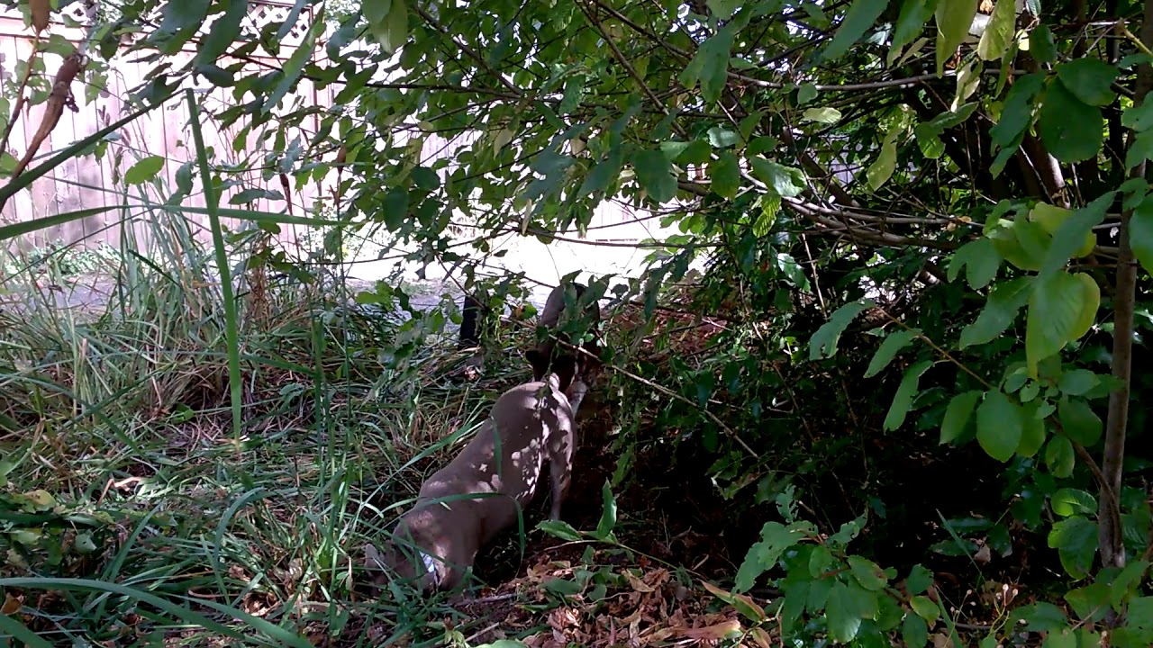 Rat Terriers Display Amazing Hunting Instinct YouTube
