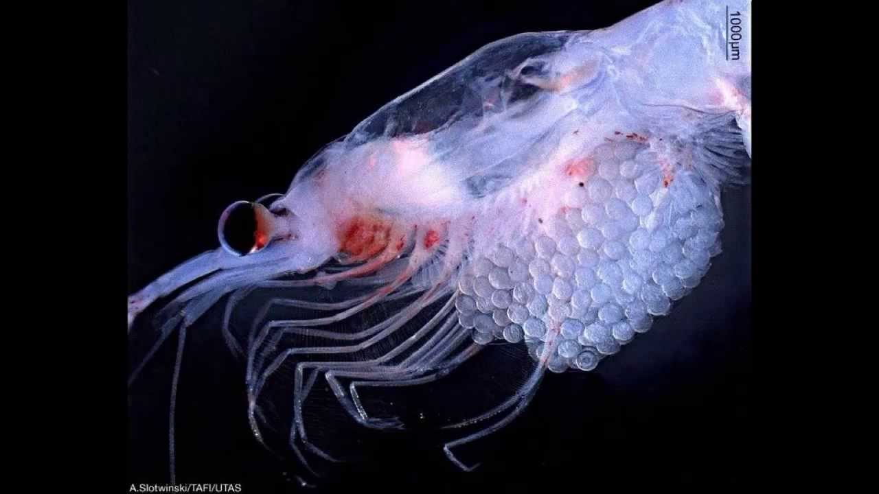 The Health Benefits of Krill Oil YouTube