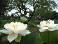 四季のうた.wmv