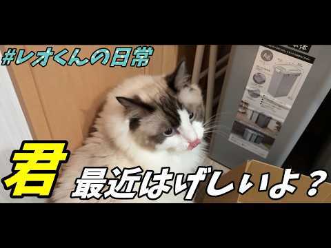 りょうちゃん様 リクエスト 2点 まとめ商品 「猫の背中にピノキオ／ラグドール」 意思表示】ふと気づいたんだけど、猫の意思表示って独特じゃないですか