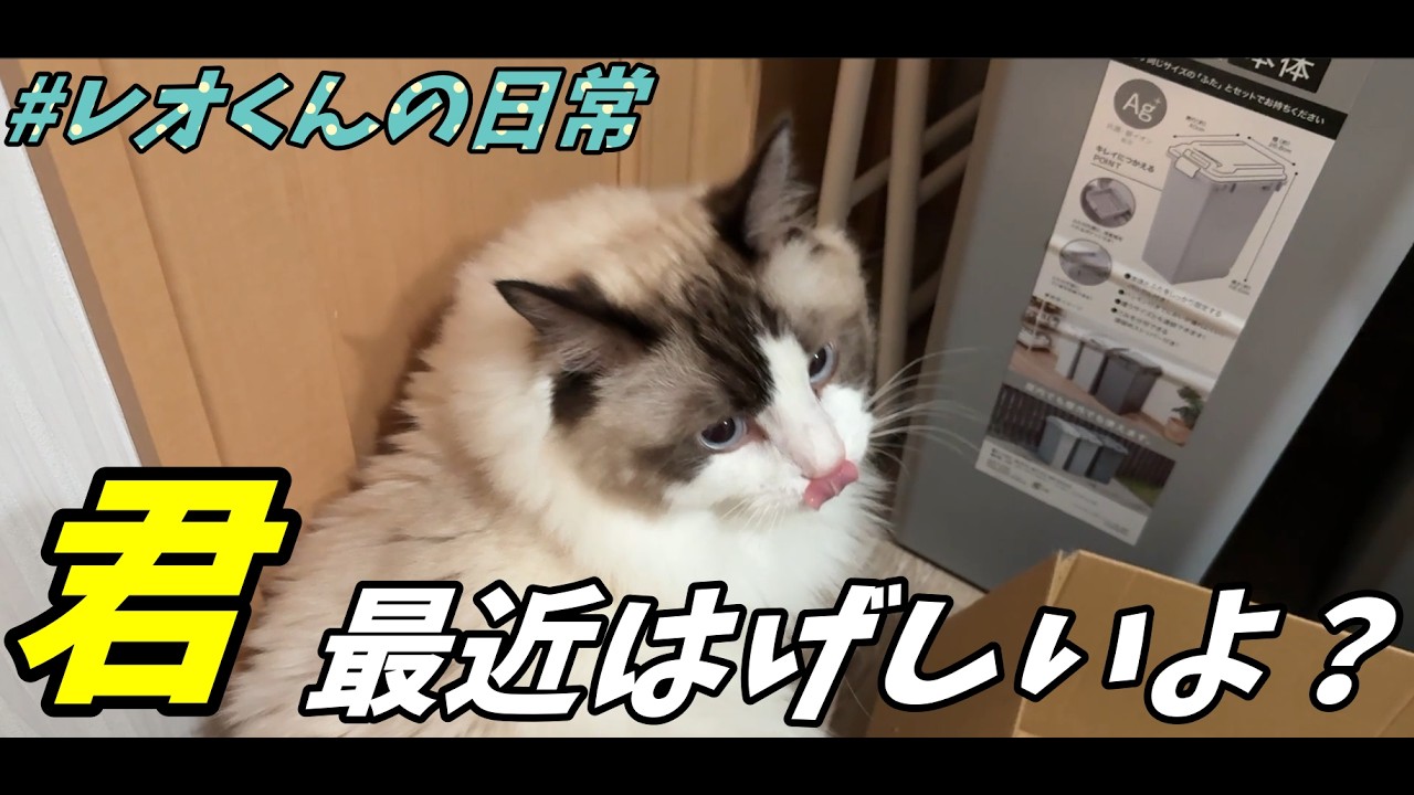 意思表示】ふと気づいたんだけど、猫の意思表示って独特じゃないですか
