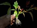 Unique planting experiment at home | How to grow brinjal & rose plant together at same time #reels