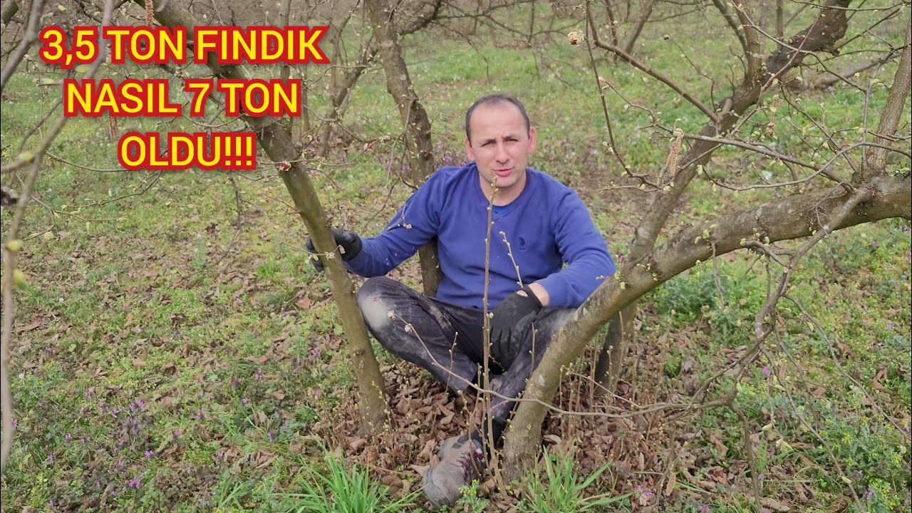 FINDIK DAL'DA OLUR AMA NASIL DAL! 3,5 TON NASIL 7 TON OLDU!!!