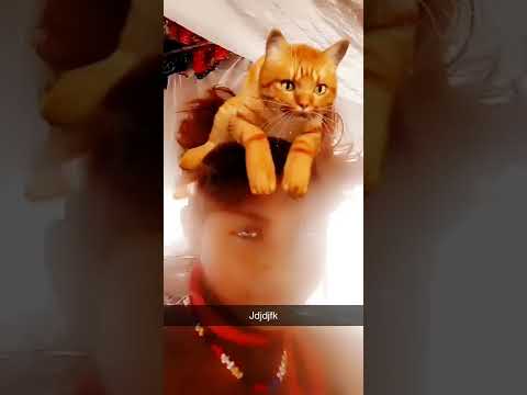 kizar Abbas kaka