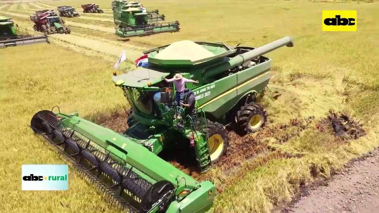 Cultivos en campos bajos Arroz Tio Nico y tecnología de cosecha