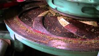 Orthodox Tea Rolling Process