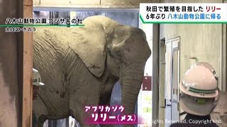 ゾウ mqdefault.jpg