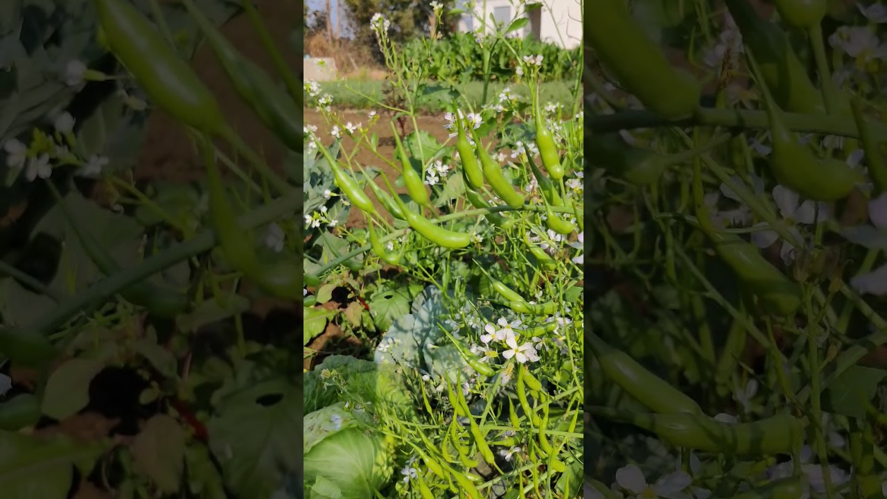 pod and flowers in radish/muli plant, मूली के पौधे में फलिया और फूल 