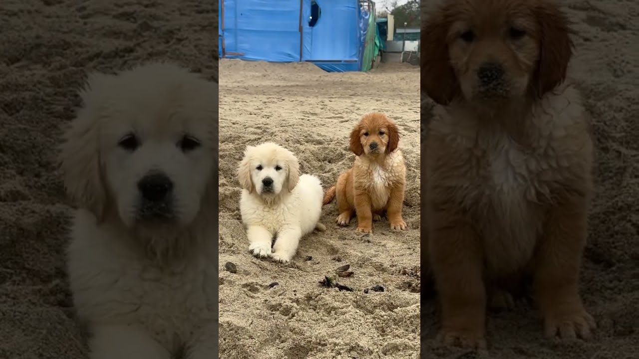 Golden children with a nanny 