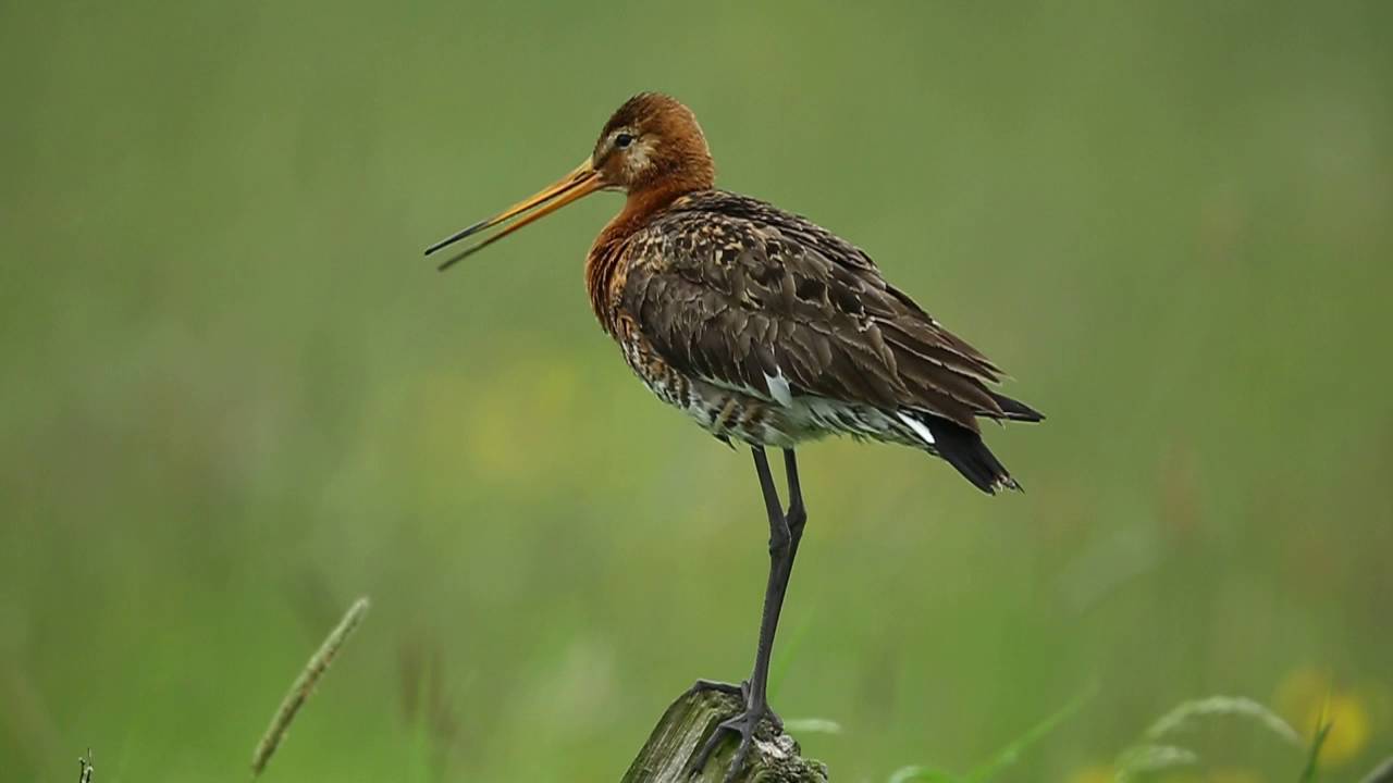Black tailed godwit 