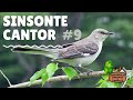 SINSONTE / CENZONTLE CANTOR #9. VÍDEO PARA ENSEÑARLE A CANTAR LINDAS MELODÍAS A TU SINSONTE.