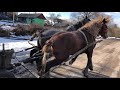 Коні Ваговози.Покупка Кобили і вдалий Обмін.Проба Жеребців.🐴🐴🐴🔥🔥🔥