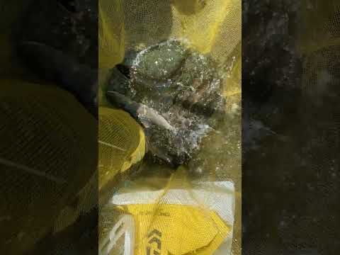 鮎釣りの釣果　馬瀬川2時間