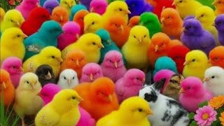 Tangkap Ayam Lucu,Ayam Wana Warni,Ayam Rainbow, Kelinci Lucu, Bebek Lucu, Ikan Koi, Hew