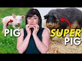 Super pigs are the super villains we deserve
