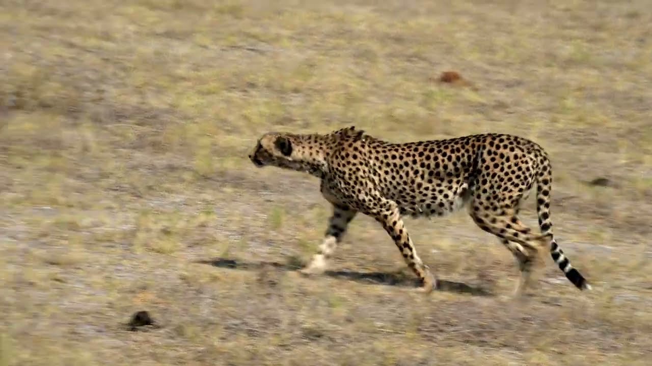 An extra special spot of a Cheetah hunting in Etosha Park Namibia