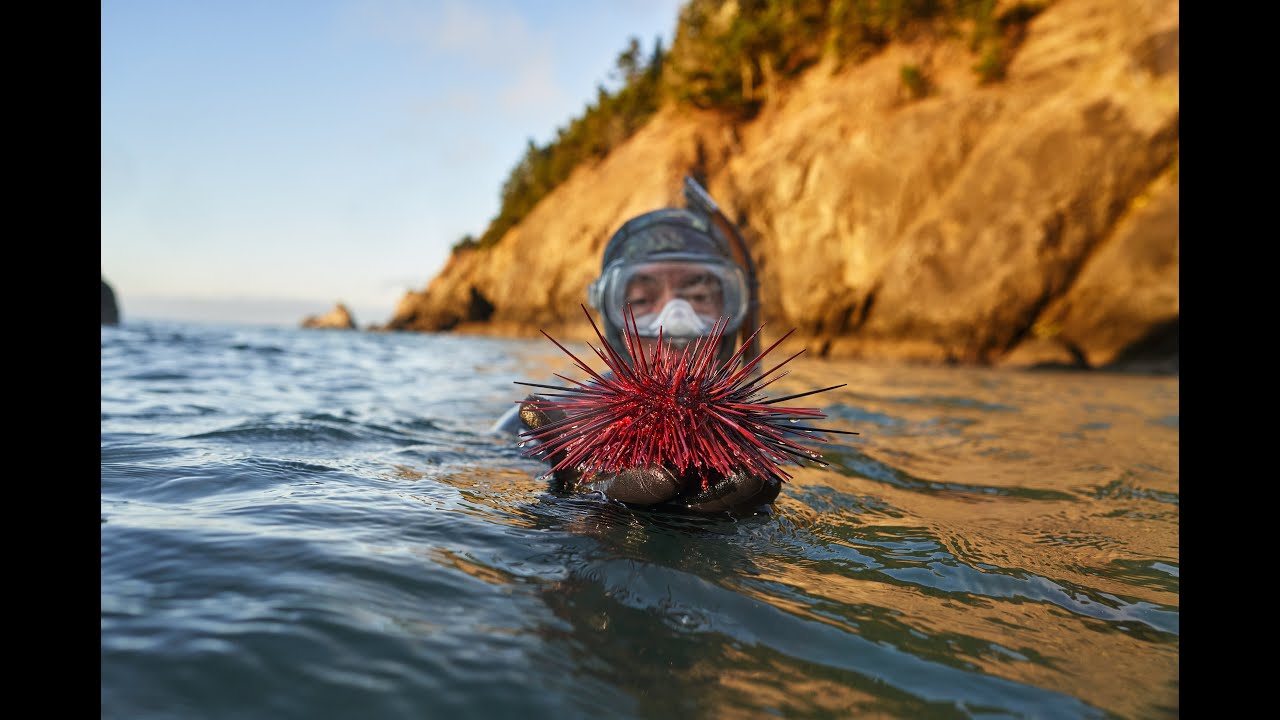 Sea urchin dIving at Orford Reef, Port Orford, Oregon YouTube
