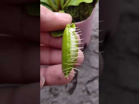 Watch This Caterpillar