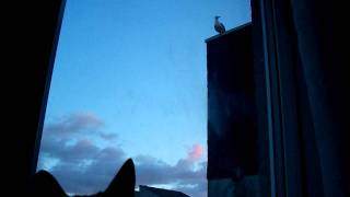 Seagull Attacking My Cat