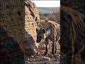 Hyenas #education #facts #animals #nature #study #viral #science #wildlife #biology #zoology #shorts