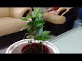 八角櫻桃種子盆栽種植紀錄(Octagonal cherry Seed potted  plants Planting records)