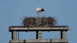 Storchennest Fridolfing 27.04.24 - Papa füttert drei putzmuntere Küken