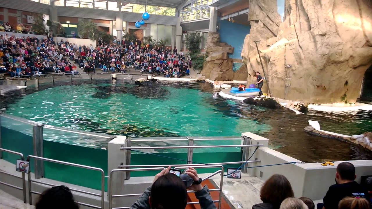 Delfinarium Zoo Duisburg Teil 4 - YouTube