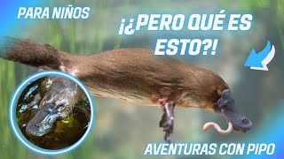 El Ornitorrinco🦦¡Que Raros Son!/ PARA NIÑOS by Aventuras con Pipo 1,930 views 1 month ago 3 minutes, 33 seconds