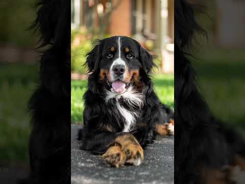 Video: Stædig hund nægter at lade gå af seng og ansigt dagen