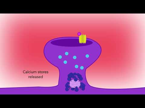 Video: De Nieuwe Circulaire RNA Circ-CAMK2A Verbetert De Metastase Van Longadenocarcinoom Door De MiR-615-5p / Fibronectine 1-route Te Reguleren