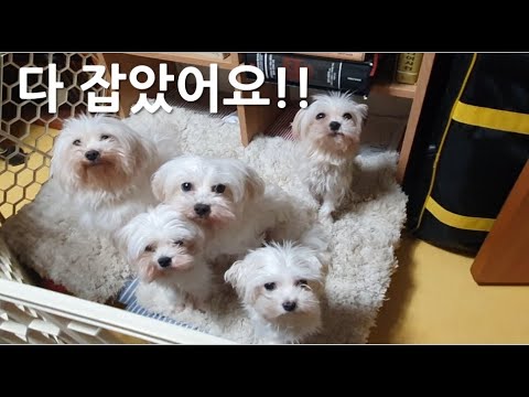 강아지 눈물 안나게 하는 방법!!