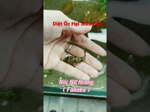 Video Diệt Ốc Hại Siêu Tốc. - youtube
