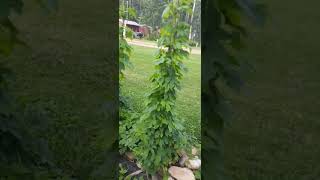 Hops garden Tamarack Jacks