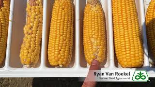 Drought Affected Corn Ears