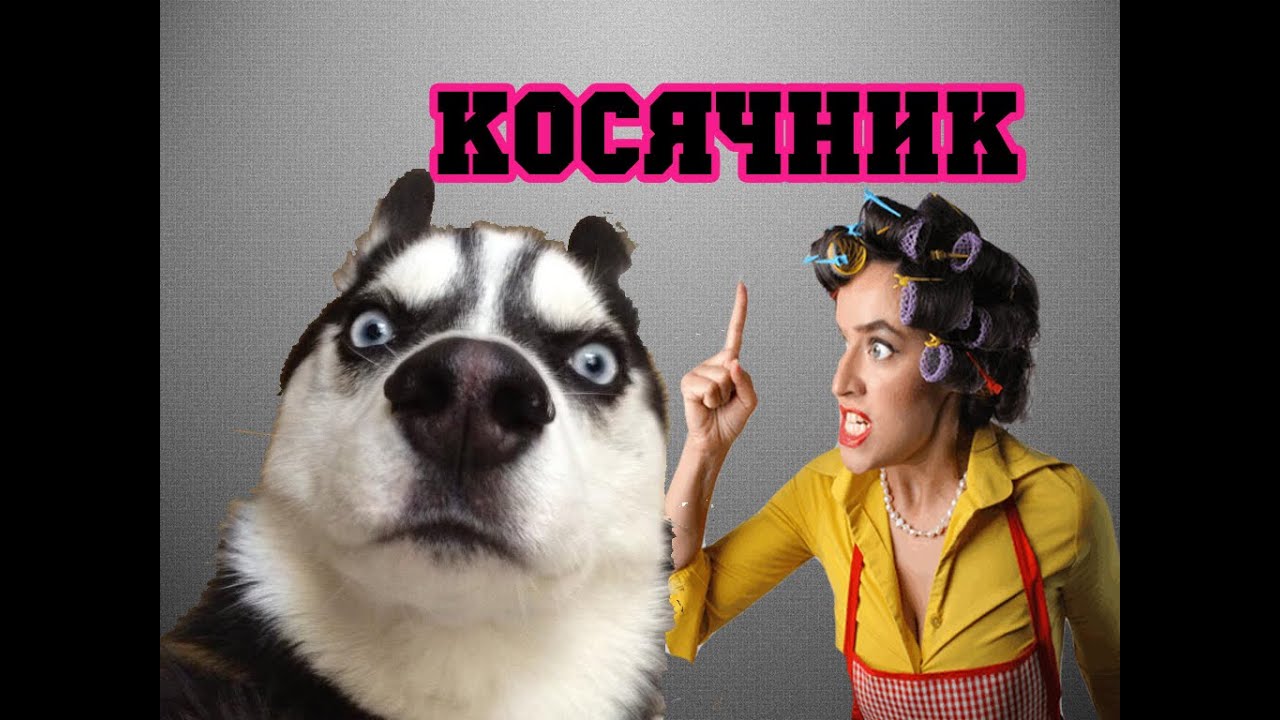 Хаски в машине