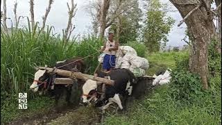 Perjuangan panen jagung || Cikar Jember