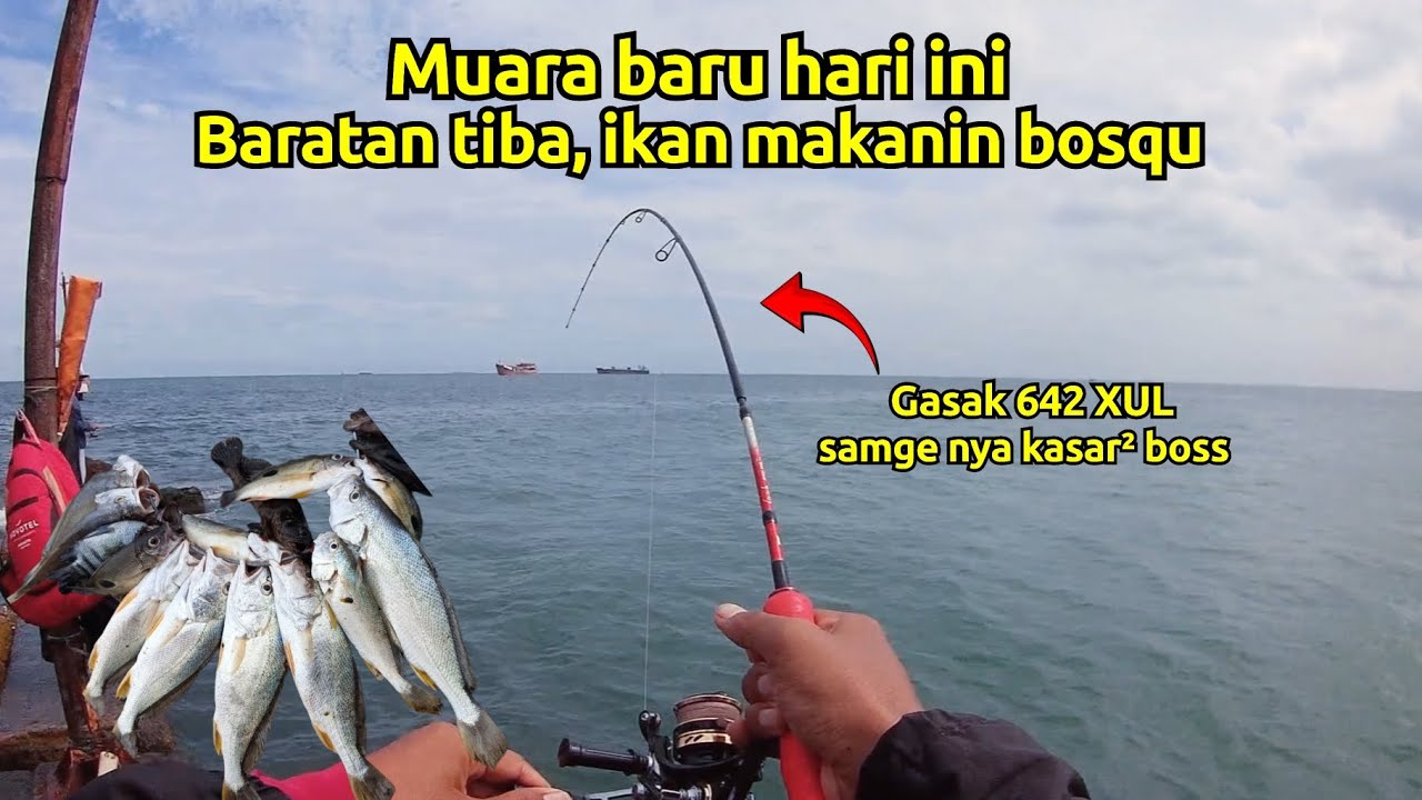 Baratan tiba‼️ ikan makanin bosqu, mancing muara baru hari ini 