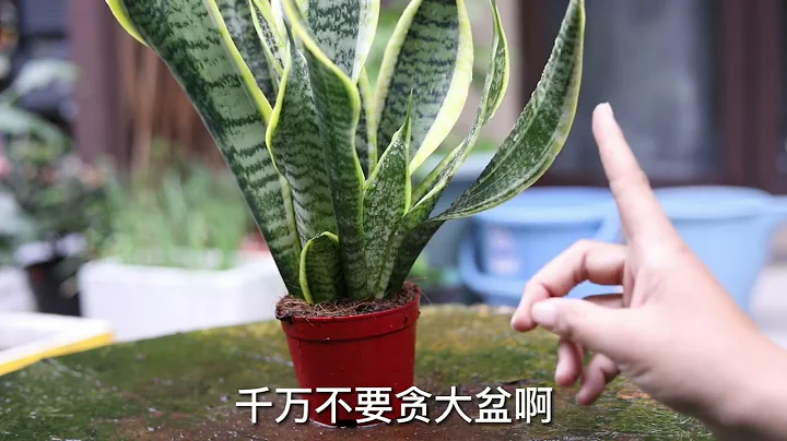 虎皮蘭怎麼養？園藝師教你，虎皮蘭的詳細養護技巧 - 天天要聞