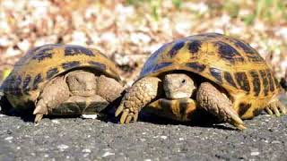 Bell Smartphone Photos Commercial