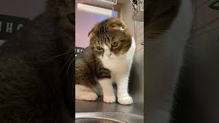 🐈ネコ「水ってどうして捕まえられないの？」 #shorts