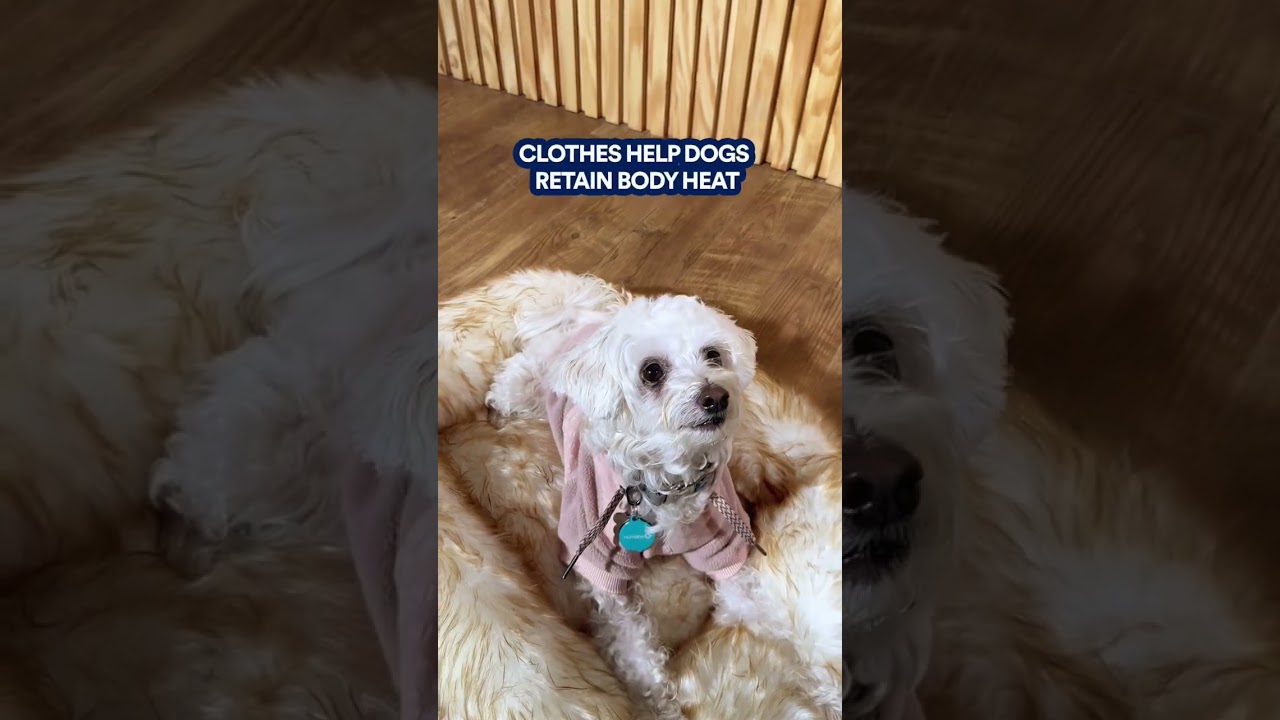 Cold weather tips to keep your dog warm