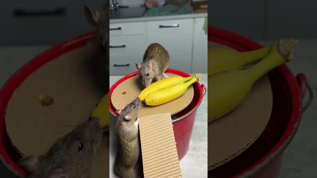 LOL! Banana trap looks simple, ending looks crazy unexpected 