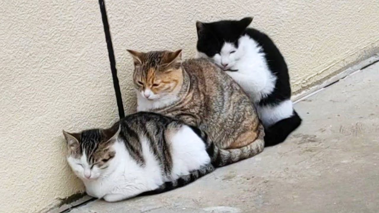 Funny Cat Videos Daily 😹 – Try Not To Laugh Part 18